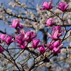 Jane Magnolia -GreenNest Store Jane Magnolia 4 FGT