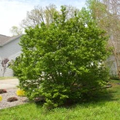 Jane Magnolia -GreenNest Store Janr Magnolia 5 FGT