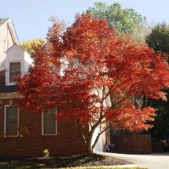 Red Japanese Maple Tree -GreenNest Store Japanese Maple Red 2