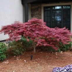 Red Dragon Japanese Maple Tree 9 Red Dragon Japanese Maple Tree -GreenNest Store Japanese Maple Red Dragon 2 FGT