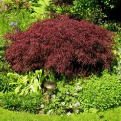 Red Dragon Japanese Maple Tree 7 Red Dragon Japanese Maple Tree -GreenNest Store Japanese Maple Red Dragon 3 FGT