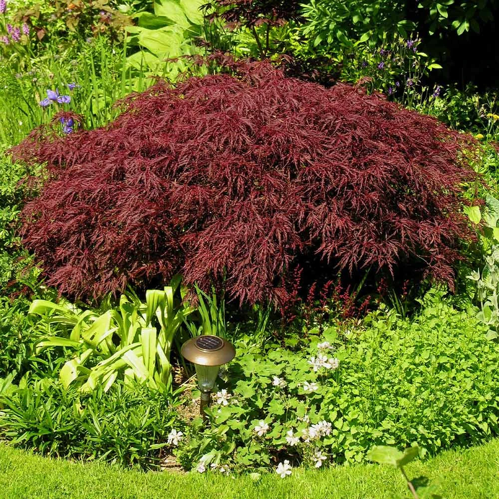 Red Dragon Japanese Maple Tree 3 Red Dragon Japanese Maple Tree - Image 3