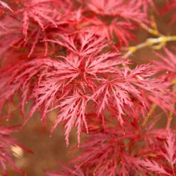 Red Dragon Japanese Maple Tree 8 Red Dragon Japanese Maple Tree -GreenNest Store Japanese Maple Red Dragon 5