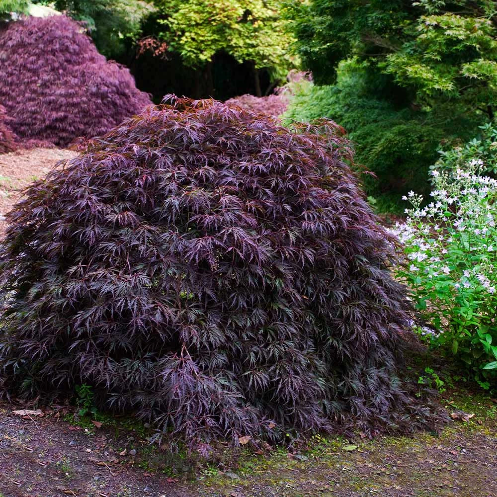 Tamukeyama Japanese Maple Tree 4 Tamukeyama Japanese Maple Tree - Image 4