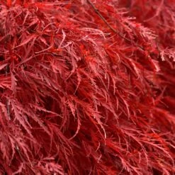 Tamukeyama Japanese Maple Tree 7 Tamukeyama Japanese Maple Tree -GreenNest Store Japanese Maple Tamukayama 5