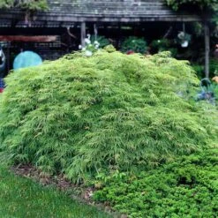 Weeping Japanese Maple 'Viridis' Tree -GreenNest Store Japanese Maple Virdis 3 FGT