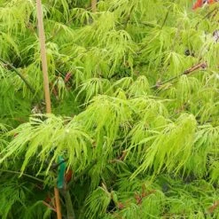 Weeping Japanese Maple 'Viridis' Tree -GreenNest Store Japanese Maple Viridis 2