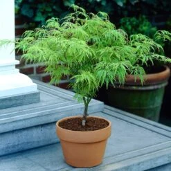 Weeping Japanese Maple 'Viridis' Tree -GreenNest Store Japanese Maple Viridis 4