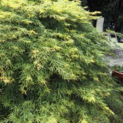 Waterfall Japanese Maple -GreenNest Store Japanese Maple Waterfalls 1