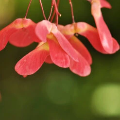 Red Select Japanese Maple Tree -GreenNest Store Japanese Red Select 4