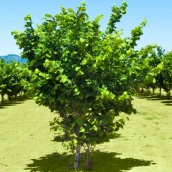 Jefferson Filbert Hazelnut Tree -GreenNest Store Jefferson Filbert Hazelnut 2