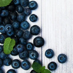 Jewel Blueberry Bush -GreenNest Store Jewel Blueberry 2