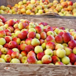 Jonagold Apple Tree 6 Jonagold Apple Tree -GreenNest Store Jonagold Apple 6