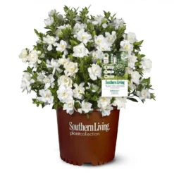Jubilation™ Gardenia Shrub -GreenNest Store Jubilation Gardenia 1