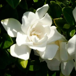 Jubilation™ Gardenia Shrub -GreenNest Store Jubilation Gardenia 3