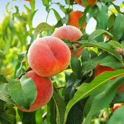June Gold Peach Tree -GreenNest Store June Gold peaches 1