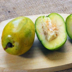 June Plum Tree -GreenNest Store June Plum 5