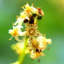 June Plum Tree -GreenNest Store June Plum 6