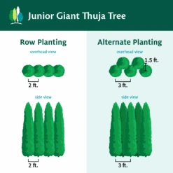 Junior Giant Thuja Tree -GreenNest Store JuniorGiantThujaTree