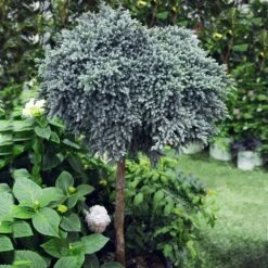 Front Page -GreenNest Store Juniper BLue Star Standard