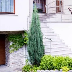 Skyrocket Junipers -GreenNest Store Juniper Skyrocket 6 FGT