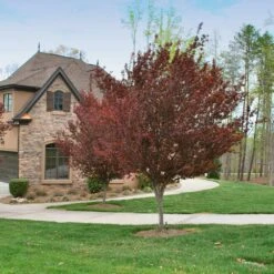 KV' Flowering Plum Tree -GreenNest Store KV Flowering Plum 4