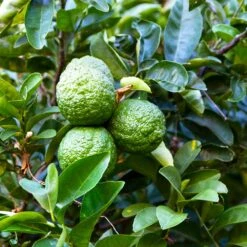 Kaffer 'Kieffer' Lime Tree -GreenNest Store Kaffir Lime 6