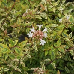 Kaleidoscope Abelia Shrub -GreenNest Store Kaleidoscope Abelia 2 FGT