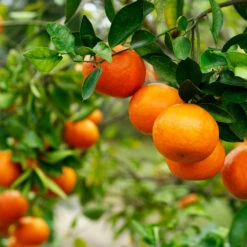 Kishu Mandarin Tree (Seedless) 7 Kishu Mandarin Tree (Seedless) -GreenNest Store Kishu Mandarin Tree 4