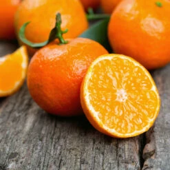Kishu Mandarin Tree (Seedless) 8 Kishu Mandarin Tree (Seedless) -GreenNest Store Kishu Mandarin Tree 6
