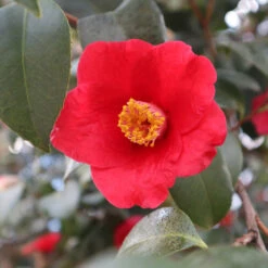 Korean Fire Camellia Shrub -GreenNest Store Korean Fire Camellia 3