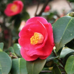 Korean Fire Camellia Shrub -GreenNest Store Korean Fire Camellia 5 FGT