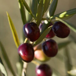 Koroneiki Greek Olive Tree - USDA Organic 7 Koroneiki Greek Olive Tree - USDA Organic -GreenNest Store Koroneiki Olive 2 FGT db93b214 428c 4733 979d a70f1f9b9f7f