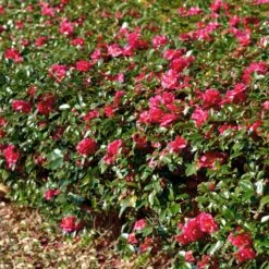 Kramers Camellia Shrub -GreenNest Store Kramers Camellia FGT 1