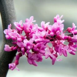 Lavender Twist® Weeping Redbud Tree -GreenNest Store LAVENDER TWIST THUMB 6e0b03e6 c145 40fa 9261 d759a9ab9546
