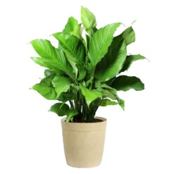 Peace Lily Plant 15 Peace Lily Plant -GreenNest Store LIL PEA.10 Beige Delilah