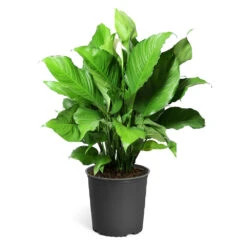 Peace Lily Plant 16 Peace Lily Plant -GreenNest Store LIL PEA.10 standard pot