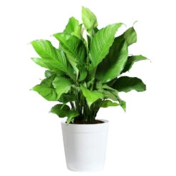 Peace Lily Plant 14 Peace Lily Plant -GreenNest Store LIL PEA.10 white Delilah