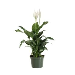 Peace Lily Plant 19 Peace Lily Plant -GreenNest Store LIL PEA.6