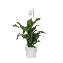 Peace Lily Plant 17 Peace Lily Plant -GreenNest Store LIL PEA1 delilah white