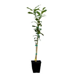 Key Lime Tree -GreenNest Store LIM KEY 12 QT