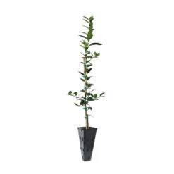 Persian 'Bearss' Lime Tree -GreenNest Store LIM KEY 23 C 65991abf 4ad2 4b36 a895 5fc80b155d10
