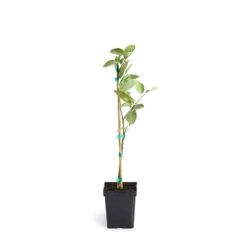 Persian 'Bearss' Lime Tree -GreenNest Store LIM PER 12 1QT