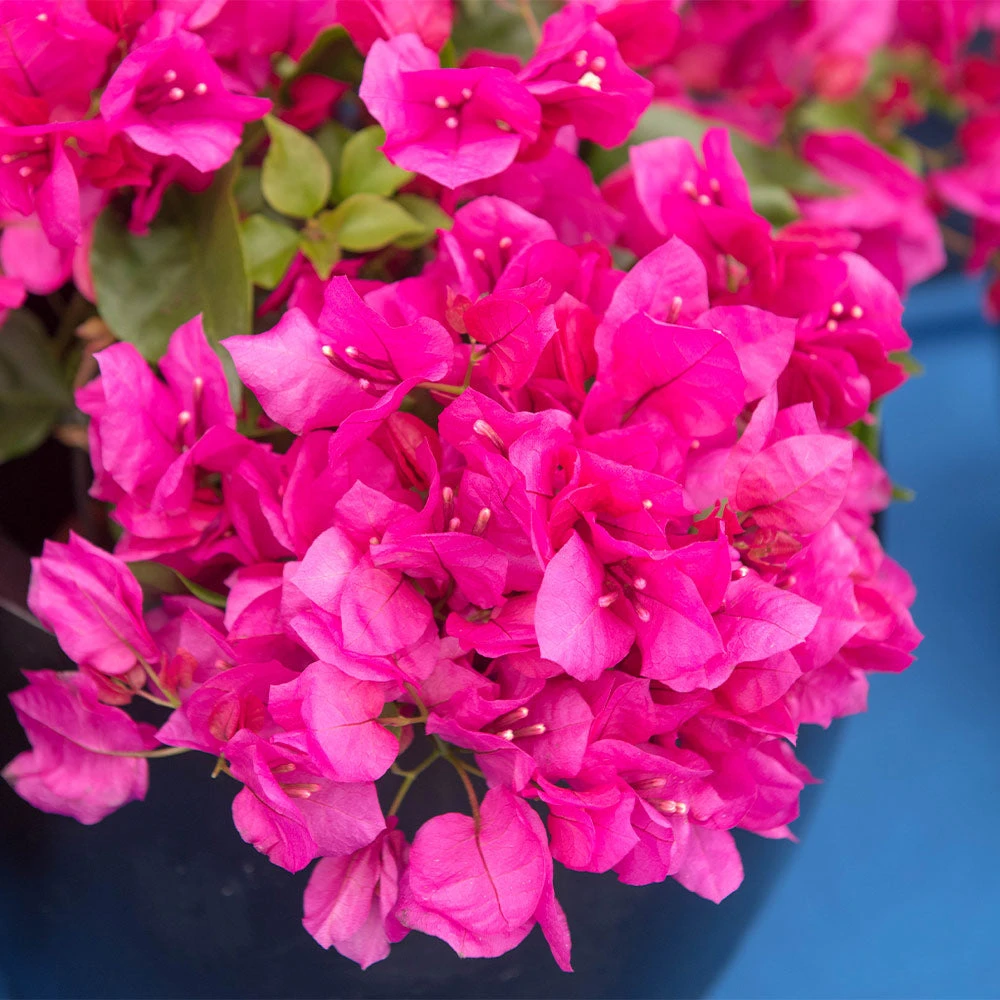 La Jolla Bougainvillea 3 La Jolla Bougainvillea - Image 3