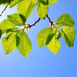 Lacebark Chinese Elm Tree -GreenNest Store Lacebark Chinese Elm 1 FGT