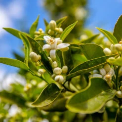 Lane Late Navel Orange -GreenNest Store Late Lane Orange 1