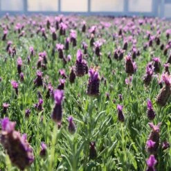 Lavender Standard Topiary Tree -GreenNest Store Lavender Trees 1