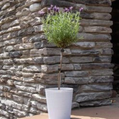 Lavender Standard Topiary Tree -GreenNest Store Lavender Trees 2