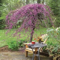 Lavender Twist® Weeping Redbud Tree 6 Lavender Twist® Weeping Redbud Tree -GreenNest Store Lavender Twist Redbud 1