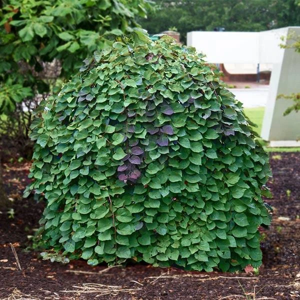 Lavender Twist® Weeping Redbud Tree 1 Lavender Twist® Weeping Redbud Tree